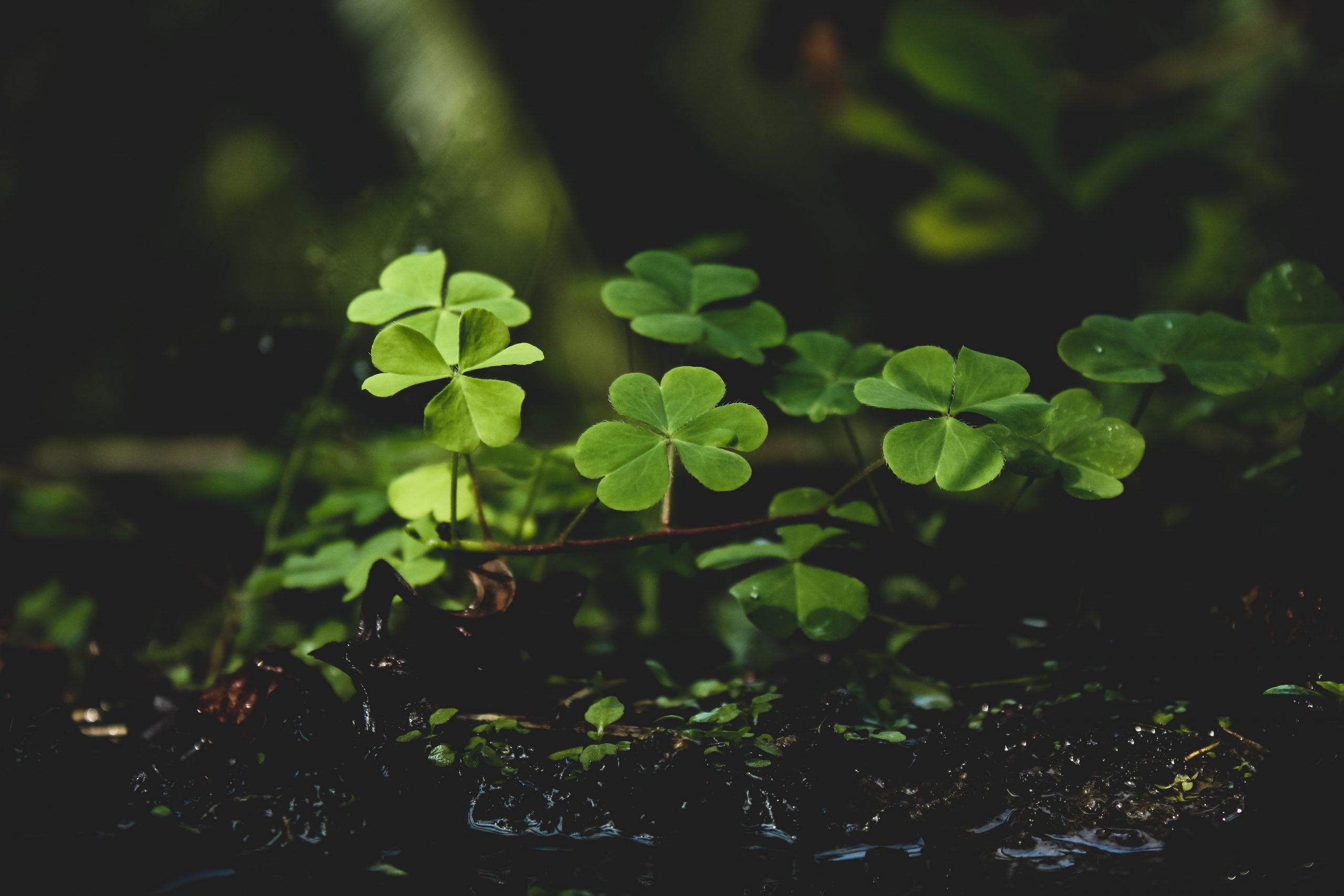 lucky clovers